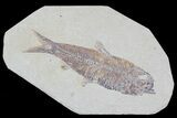 Knightia Fossil Fish - Wyoming #79874-1